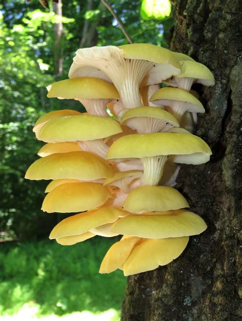 Maryland Biodiversity Project - Golden Oyster Mushroom (Pleurotus ...