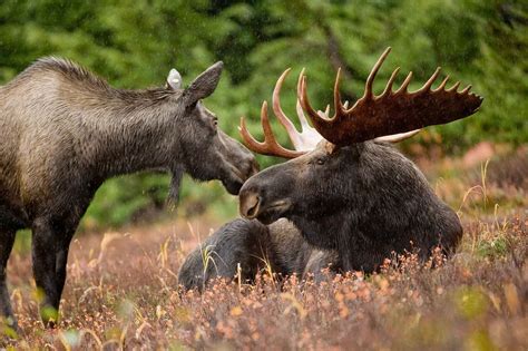 50 Incredible Moose Facts About The Worlds Largest Deer Species