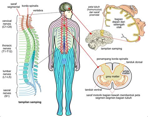 Anatomi Sistem Saraf Homecare24