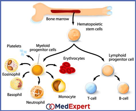 Hematogenesis And Myelodysplastic Syndrome Bone Marrow Disorders