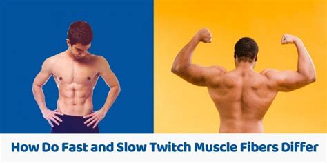 How Do Fast And Slow Twitch Muscle Fibers Differ Mma Life