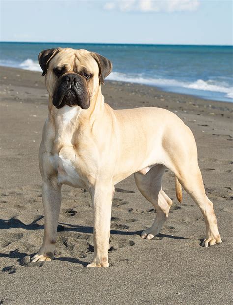 Bullmastiff Temperamento Prezzo E Altro Wamiz