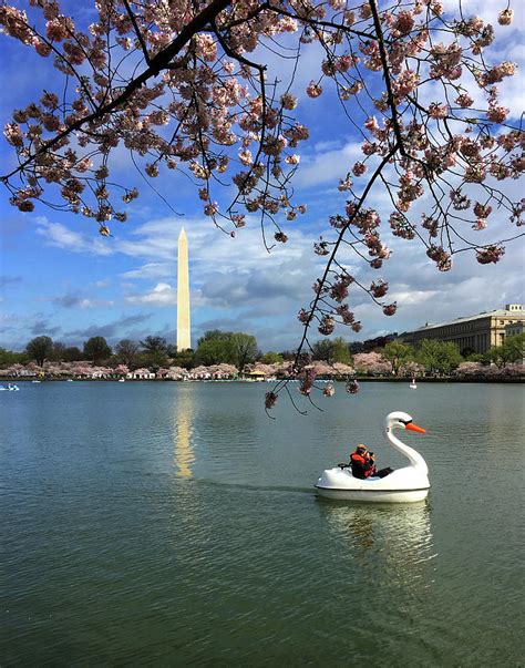 Cherry Blossom Festival And Swan Boat Photograph By Ron Brown