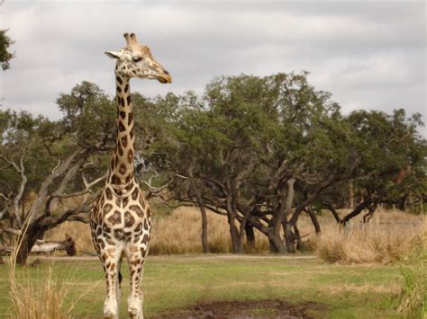 Giraffe On Safari Disney World Animal Kingdom Animals Of The