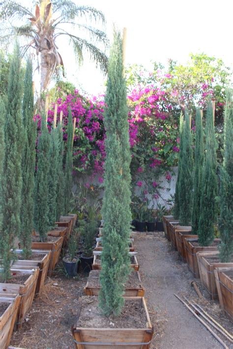 Italian Cypress 24 Box Paradise Nursery