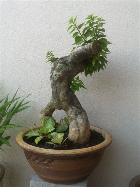 Hal ini lantaran tanaman bunga kertas memiliki bunga yang berwarna cerah dan jenis warnanya pun sangat beragam. AlmansuQie's Bonsai: Bonsai Bunga Kertas Junjung Sirih