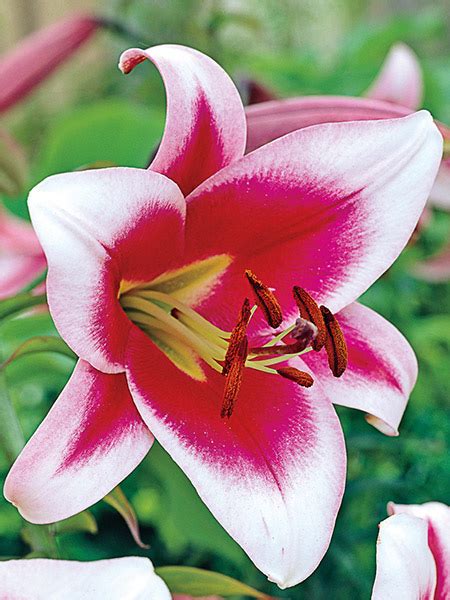 My sincere thanks to the volunteers at wikipedia, wikimedia commons and the contributing photographers at foter.com for making this site possible. List of 50+ Different Types of Lilies With Pictures