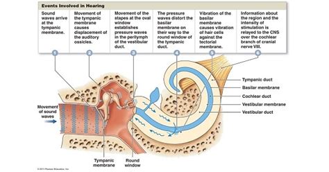 Physiology Of Hearing New