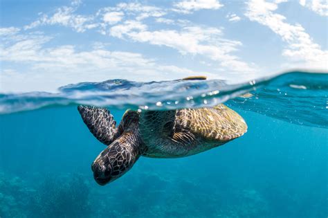 Lack Of Protection For Marine Wildlife In Queensland Governments