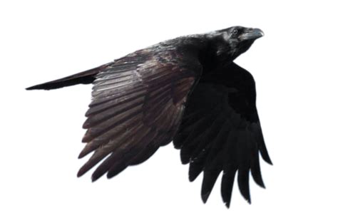 Common Blackbird Transparent Png All