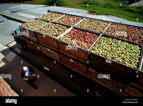Truckload of freshly picked apples on a scale for weighing, Musselman ...