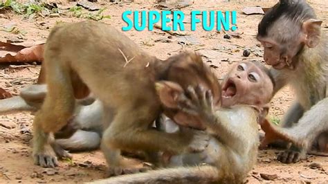 Super Funny Baby Monkey Fightingamazing Baby Dustin Fight