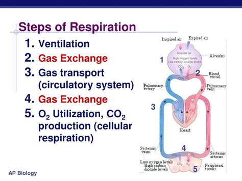 Ppt Steps Of Respiration Powerpoint Presentation Free Download Id
