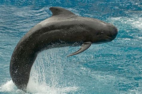 Cute But Captive Marine Mammals Takepart