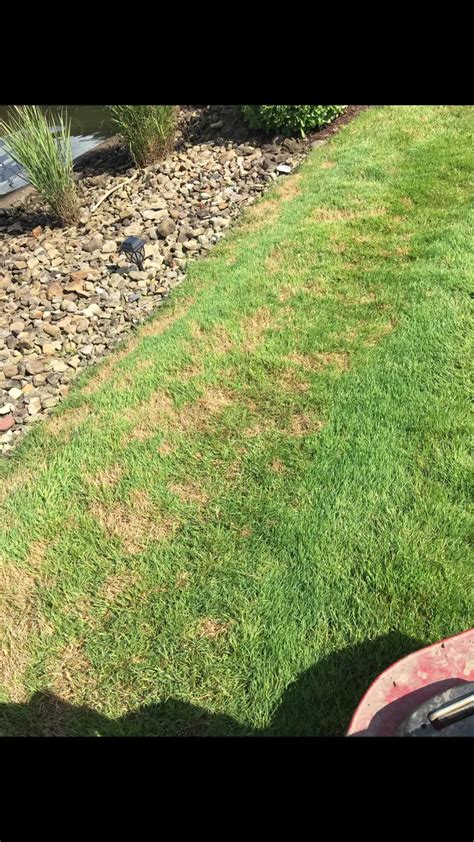 How To Cure Fungus In Lawns