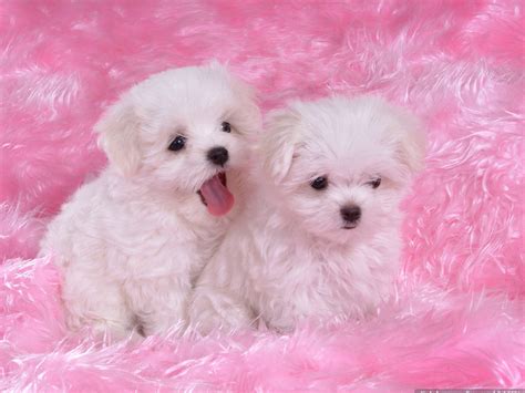 Download Cute Pink Puppy Wallpaper Best High Resolution By Mjones74
