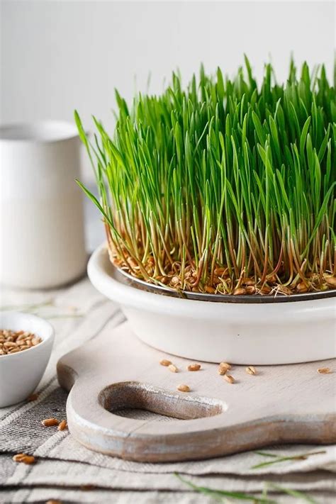 11 Best Indoor Grass Plants You Can Grow As Houseplants