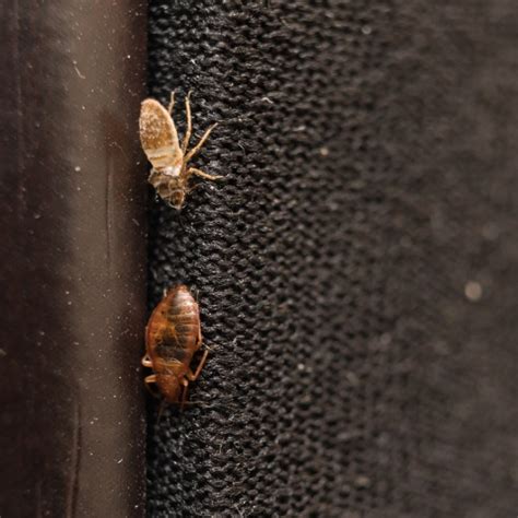 Bed Bug Molt Signs Of Advanced Infestations Pest Control