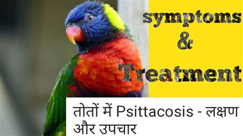 Parrot Fever Psittacosis Causes Symptoms And Treatment Youtube