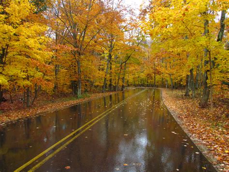Wallpaper Road Autumn Trees Fall Nature Wet Leaves Rain