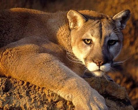 El Puma Está Clasificado Como El Cuarto Felino Más Grande Del Mundo Y