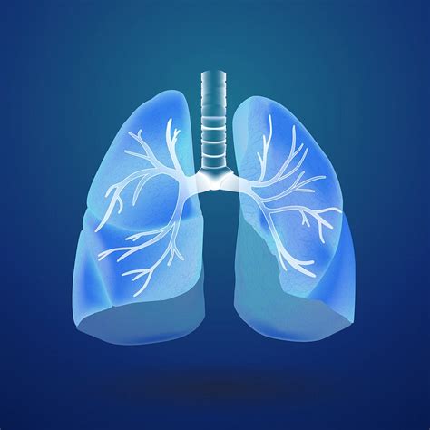 Pulmonary Images Free Photos Png Stickers Wallpapers And Backgrounds