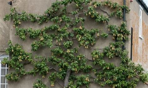 Make sure the varieties are compatible with each other. How To Espalier Plants & Trees from the Experts at Wilson ...