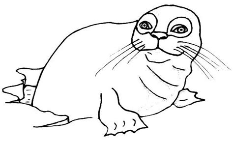 Free Monk Seal Printable Coloring Pages For Preschool Preschool Crafts
