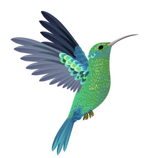 Colibri Fotos Y Vectores Gratis