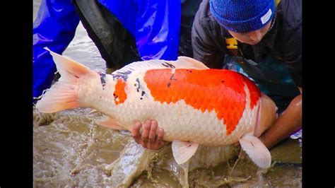 Koi Fish Documentary Pop Japan