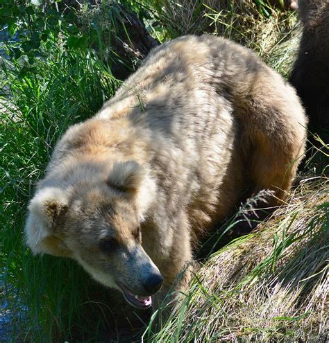 Female Grizzly Bear In The Woods Photograph By Patricia Twardzik