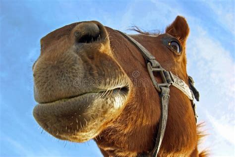 Sorriso Do Cavalo Close Up Foto De Stock Imagem De Pônei Equitação