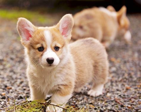 Pembroke Welsh Corgi Puppies Cachorro Lindos Filhotes De Cachorro