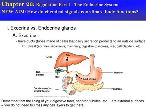 Ppt Chapter 26 Regulation Part I The Endocrine System Powerpoint