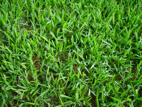 Guide To Common Grass Types In Greenville Sc News And Tips By Robert