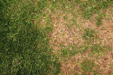 How To Fix A Patchy Lawn Grass Care St Augustine Grass Care Grass Plugs