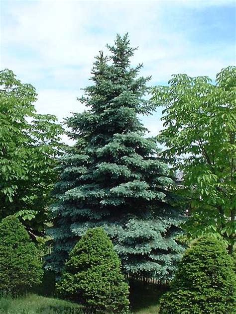 Picea Pungens Koster Sapin Bleu Conifères