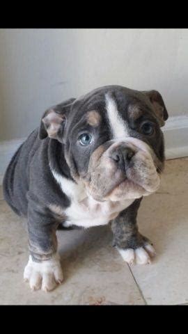 Welcome to english bull dogs for sale. Exotic Blue Tri Color Olde English Bulldog Rare a must see ...