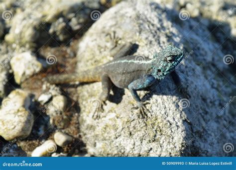 Blue Agama Lizard African Portfolio