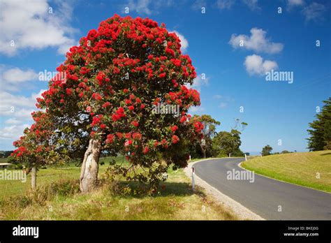 Flowering Gum Tree Northern Australia Hi Res Stock Photography And