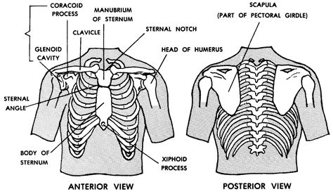 Anatomy Of The Upper Chest Area Anatomy And Physiology Flashcards By