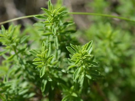 Winter Savory Plant Info Tips On Growing Winter Savory In Your Garden