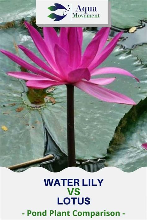 Water Lily Vs Lotus What Is The Difference Aqua Movement
