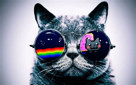 Rainbow Cat Wallpapers Top Free Rainbow Cat Backgrounds Wallpaperaccess