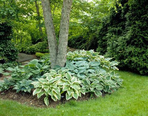 15 Ideas For Landscaping Around Trees