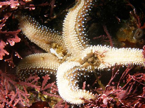 Giant Spined Sea Star Eating Something Treamy1 Flickr