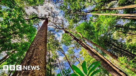 Cop21 A Trillion Trees To The Rescue Bbc News