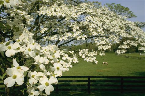 A Blossoming Dogwood Tree In Virginia Photograph By Annie Griffiths