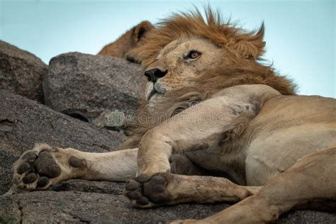 Close Up Of Male Lion Lying On Rocks Stock Photo Image Of Grassland