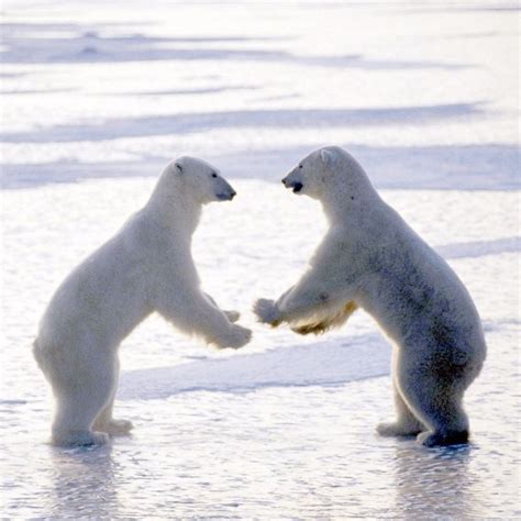 112 Best ♦panda Bears And Polar Bears♦ Images On Pinterest